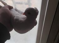 Grajewo ogłoszenia: Sprzedam samice driera. - zdjęcie