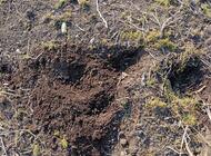 Grajewo ogłoszenia: Witam Sprzedam ziemię idealną pod trawnik , warzywniak (mam ze... - zdjęcie