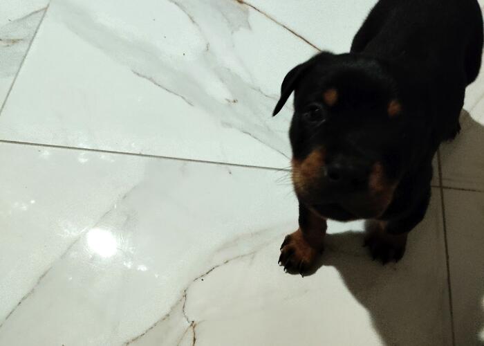 Grajewo ogłoszenia: Oddam dwa szczeniaki piesek i suczka. 
Będą to duże pieski